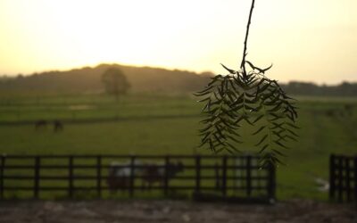 Aguas Vivas, Atlántico: tradición, cultura y biodiversidad