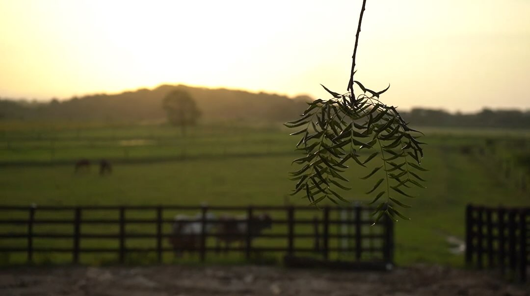 Aguas Vivas es un corregimiento del municipio de Piojó, Atlántico
