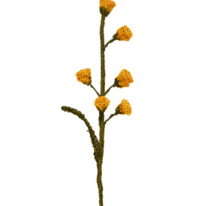 Capullo De Flor Amarillo Fuerte