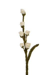 Capullos De Flor Blanco