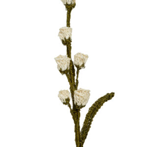 Capullos De Flor Blanco