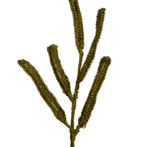 Follaje Hojas Alargada Clara