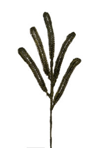 Follaje Hojas Alargada Oscura