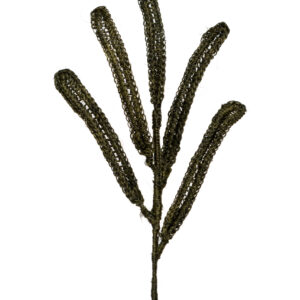 Follaje Hojas Alargada Oscura