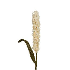 Lavanda O Millo Blanca
