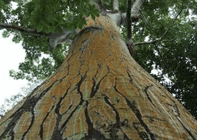 Proyecto Majagua: Rescatando la Fibra Ancestral